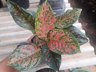 aglonema venus - aglaonema Venus - aglaonema - aglonema - bibit