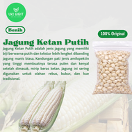 ( 15 Butir ) Benih Biji Jagung Ketan Putih | Jagung Pulut Putih | Jagung Putih