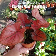 iLiving Plant: Caladium Red Sun 红太阳彩叶芋 Real Live Plant, Pokok Hidup, Indoor outdoor Plant, Decor, Garden
