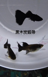 【彩蝦屋】純種孔雀魚 對魚 黑木炭緞帶 丹頂白子 日本藍紅雙劍 安德拉斯雙劍白子 野生全紅冠尾 黃化白金蕾絲雙劍 黃尾禮