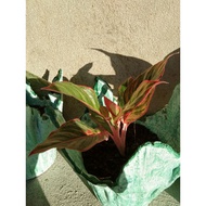 Red Siam Aglaonema Plant
