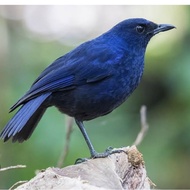 Burung ciung batu pilihan mulus