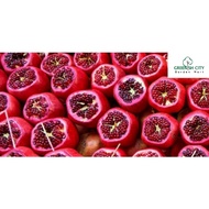 GNC - Pomegranate Fruit Tree Live Plant Anak Pokok Buah Delima 石榴树
