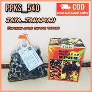 Bibit benih sawit unggul DXP PPKs buah besar medan