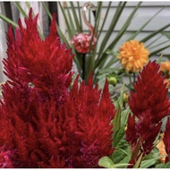 Pokok Balung Ayam Merah ( MERAH TIRUS ) { Anak Pokok }