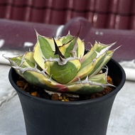 龍舌蘭 嚴龍 暴牙