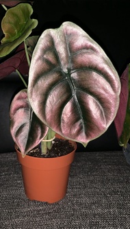 alocasia cuprea red secret plant indoor aroid seeds