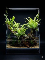 ADA DOOA 30cm雨林生態缸連原裝Paluda Light 30 LED燈套裝 | Pre-scaped DOOA Neo Glass Paluda 30 Set