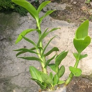 Anggrek Dendrobium Dewasa