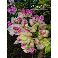 ✼☋✤SALE!!! CUTTINGS ONLY!! with  (Rare Bougainvillea Cuttings)