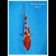 Koi Kohaku Import 36cm Murah farm Hoshikin Jepang Ikan Koi Kohaku