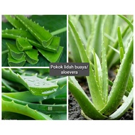 pokok lidah buaya/aloevera