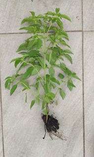 LEMON BASIL 檸檬薄荷 苗 可交換其他植物