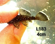 L183 Bristlenose Pleco Fish