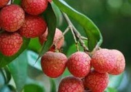 黑葉荔枝15斤裝/件 低溫冷送（預約6月10 後出貨）