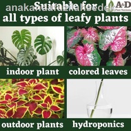 ☞○🌿 007 Leaf Fertilizer 🌿 ORIGINAL Organic Booster Vitamin Air Murah 叶子肥 BAJA DAUN Tanaman Gardening Plant Anthurium