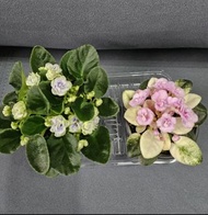 非洲紫羅蘭開花中