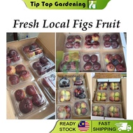 Fresh Local Figs Fruit Buah Tin Segar 200g+-/pack 新鲜无花果