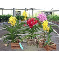 Mokara Orchid plant random colour pokok orkid / anggerik mokara