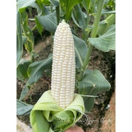 Grade AA Cameron Highlands White Sweet Corn (Gred AA Jagung Susu Cameron Highlands)