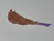 Hottoys Star Wars  Mandalorian Deluxe QS017 1/4 figure 火焰