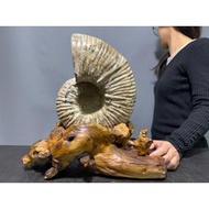 【合雅藝品】馬達加斯加【菊石螺】鸚鵡螺 化石 風神菊石 斑彩螺 發財螺 菊石 葉菊石 四大名螺 標本 轉運螺 R77