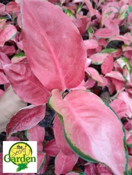 Aglaonema Cherry Red with FREE plastic pot pebbles and garden soil (Indoor Plant Real Plant LivePlan