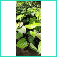 ❃ ∈  ▬  Paminta Indian Variety Black pepper seedlings fully rooted trailing