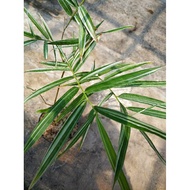 Bamboo Variegated Plant
