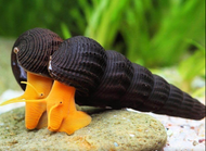 Aquatic snail Collection [3k Aquatic]