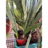 Air purifying plants - Snake plant and Aglaonema