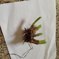 15 ubi kucai RM9.Ubi berakar senang hidup.