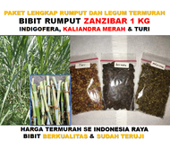 Paket Murah Bibit Rumput Zanzibar indigofera turi dan kaliandra merah kualitas unggul