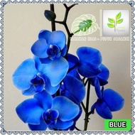 Anggrek Dendrobium - Tanaman Hias Anggrek Dendrobium Blue #Original