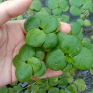 （5-6 pcs for RM4.99!）Aquarium landscape live water plant/ Frogbit /Floating plant /Tumbuhan akuatik/水草 圆心萍