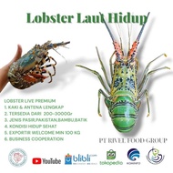 Terlaris Lobster Laut Hidup 1Kg (Isi 5-6 Ekor) Medium Lobster Original