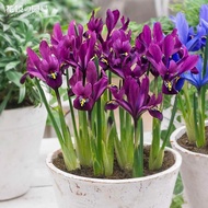 50pcs///Iris reticulata seed garden planting pot flower seeds super cold resistant
