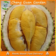 Anak Pokok Durian Musang King Pokok Kawin Grafted Import Dari Thailand