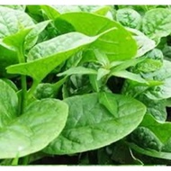 10pcs seeds Bayam malabar / malabar spinach