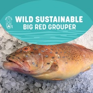 Dish The Fish Wild Big Red Grouper