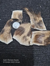 Kulit HarimauBintang 1x1 inci