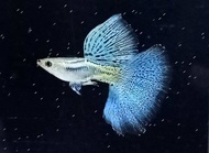 GUPPY BLUE GRASS BIG DORSAL  ( ALBINO AVAILABLE)