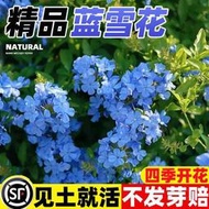 現貨  特價 小欣百貨  藍雪花種子花籽花種種植開花易活爬藤陽臺庭院太陽花盆栽花苗種籽