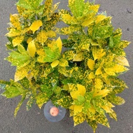 Live Plant Yellow Croton/Pokok Puding Kuning