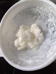 Kefir Grains 奶克菲爾寶寶 strains