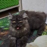 Anak kucing anggora jantan/kitten Persia  flatnos/kucing Persia jantan