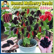200pcs/pack Dwarf Mulberry Seeds for Planting Fruits Fresh Mulberry Fruit Seeds Benih Pokok Buah 桑葚种