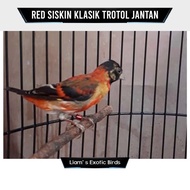 PALING LARIS Burung Red Siskin Klasik Trotol Jantan TERLARIS