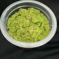 Azolla (makanan ikan dan ternakan)☘️☘️☘️