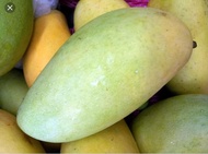 POKOK MANGGA 3 RASA HYBRID